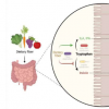 膳食纤维可调节肠道细菌对色氨酸的利用 影响健康