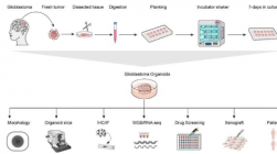 人类癌症患者来源的类器官：基础研究和精准医学平台
