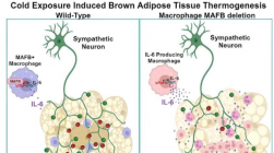 研究表明巨噬细胞响应寒冷而从棕色脂肪组织中产生热量