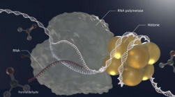 研究强调醛对 DNA 损伤和衰老的影响