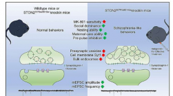 研究强调 STON2 变异与突触功能障碍和精神分裂症样行为有关