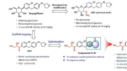 团队系统性修饰甘油醛衍生物JX22 提高抗心力衰竭疗效和安全性