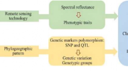 遥感研究揭示植物遗传多样性和进化