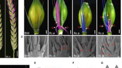 研究小组揭示大麦小穗发育机制