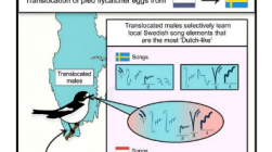 研究发现野生鸟类具有学习特定种群歌曲的遗传倾向