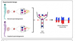 生殖表观遗传学的里程碑：研究人员破解了男性生育密码