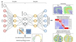 研究人员开发新工具来帮助处理空间转录组数据