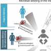 研究显示父亲在新生儿微生物群播种中发挥着作用