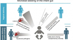 研究显示父亲在新生儿微生物群播种中发挥着作用