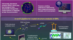 新方法可以快速分析内在无序蛋白质的晶体结构