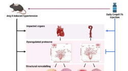 新疗法有望治疗高血压引起的器官损伤