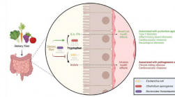 膳食纤维可调节肠道细菌对色氨酸的利用 影响健康