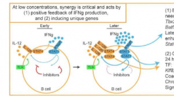 白细胞介素-12 影响 B 细胞免疫反应