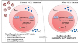 即使成功治疗丙型肝炎仍会在免疫细胞中留下疤痕