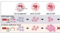 ILC2免疫细胞发育的新机制可能与加剧过敏性疾病有关