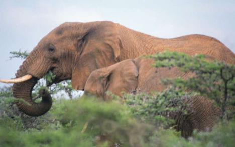 研究发现一头大象可以养活东非大草原上超过 200 万只蜣螂