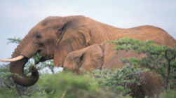 研究发现一头大象可以养活东非大草原上超过 200 万只蜣螂