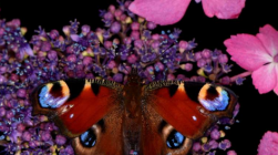 研究发现蝴蝶可以积累足够的静电来吸引花粉而无需接触
