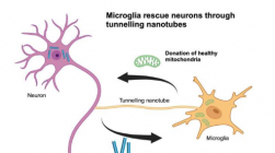 研究发现小胶质细胞通过隧道纳米管拯救神经元