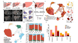 研究人员创建了再生肝脏的细胞图谱