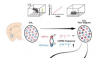 小鼠研究阐明了恐惧记忆是如何形成的