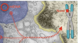 研究表明线粒体正在将其 DNA 发射到我们的脑细胞中