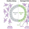 新研究表明小鼠急性肾损伤后细胞参与了不健康的关系