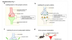 利用基因编码荧光工具探索突触研究的前沿