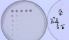 微生物如何传达食物短缺的信息