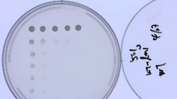 微生物如何传达食物短缺的信息