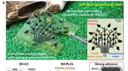 研究人员开发出用于医疗传感设备的可拉伸 可生物降解 自修复导体