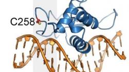 科学家发现针对以前无药可用的癌症靶点的化学探针