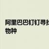 阿里巴巴钉钉寻找教育行业酷公司论坛 教育企业如何成为新物种